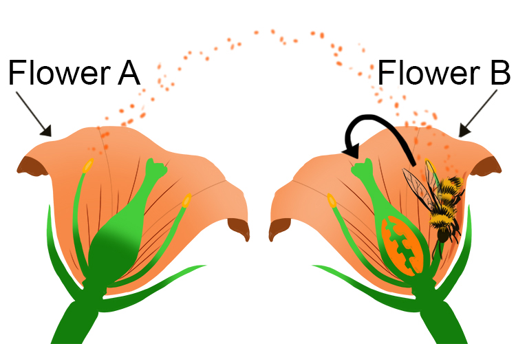 Pollen can be sent to similar flowers by wind or sticking to bees that fly from flower to flower